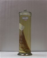 藏品(金線魚)的圖片